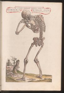posterior human skeleton