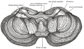 cerebellum