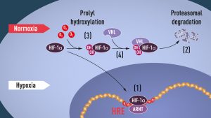 Hypoxia diagram