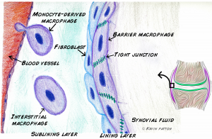 barrier macrophages