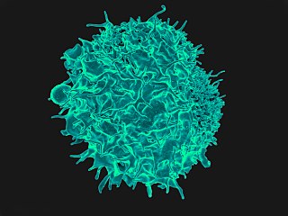 T lymphocyte