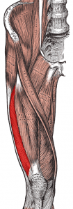 vastus lateralis muscle