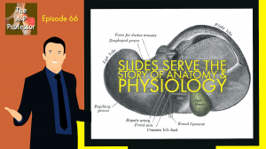 Slides serve the story of anatomy & physiology