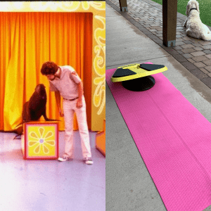 on left is Kevin Patton with a sea lion on a brightly colored seat, on right is a bright pink yoga mat with a yellow Stealth board