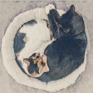 two sleeping cats forming tai chi symbol