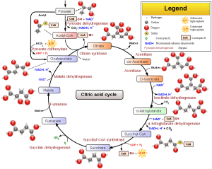 Krebs cycle detail