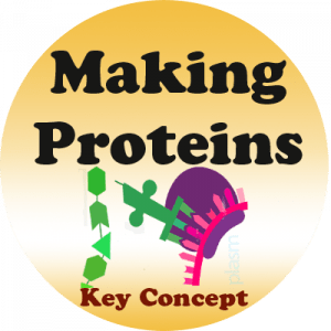 Sample badge: Making Proteins