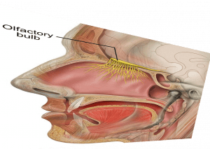 distorted image of sagittal section of head showing the olfactory bulb