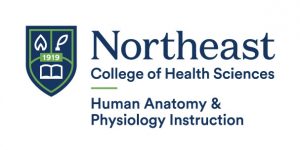 Logo of Northeast College of Health Sciences, Human Anatomy & Physiology Instruction