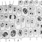 monochrome sketch of cells in various stages of mitosis